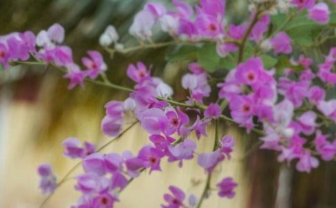 �����Ļ�����������