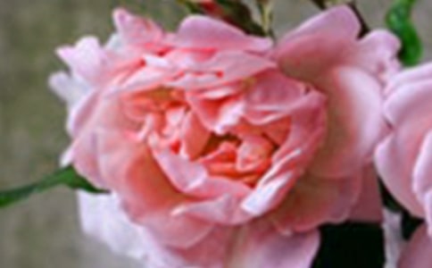 ������������̰�