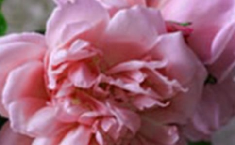 �����л��併��ɡ��˵�����