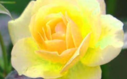 《开在记忆深处的花朵》 学生作文范文