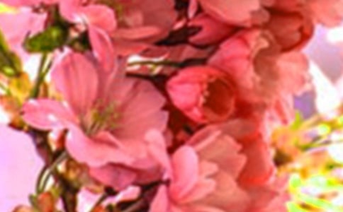 智慧的花朵--歇后语(网友来稿)