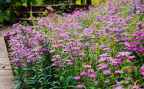 《美丽花园》教案