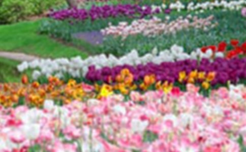 ��������Ļ�԰�̰�