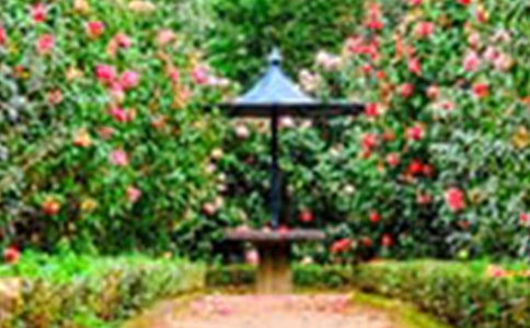 美丽的花园优秀教案