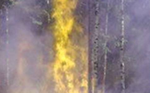 �����¹��ĵ����