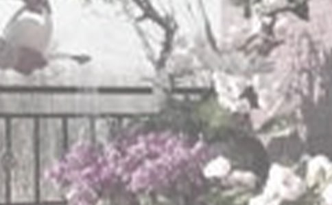 《达尔文浇花》的一年级教案