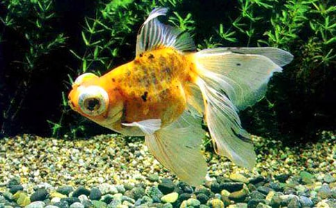 ��������С������꼶����300��3ƪ