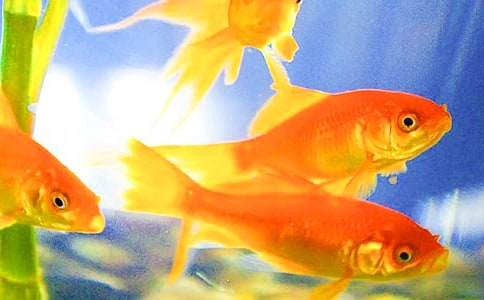 ���꼶��������