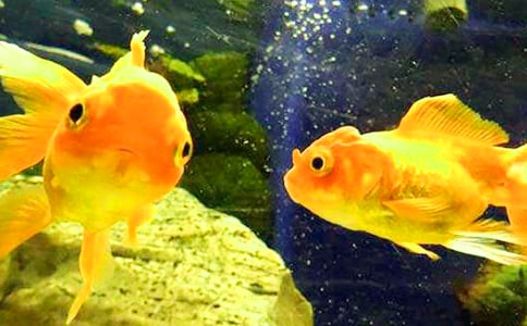 ����Ʒ������Сѧ����