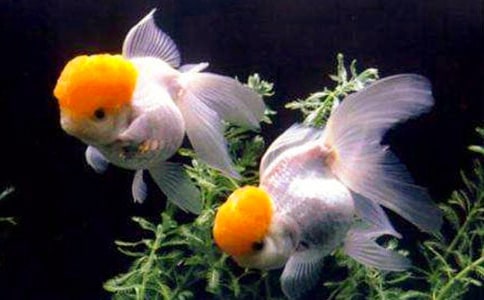 ��ѡС������꼶����300�ֽ���10ƪ