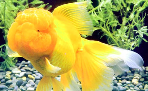 小班语言优质课教案及教学反思《儿歌小金鱼》