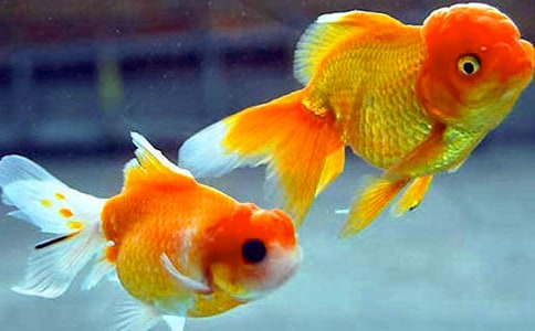 �����š�С������꼶����300��3ƪ