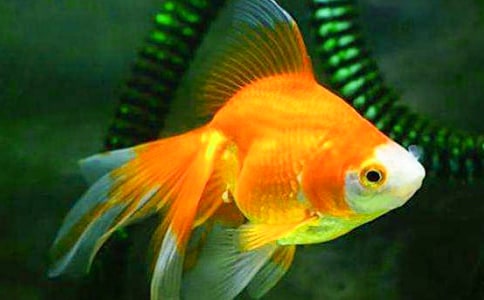 С���ѧ�̰�����ѧ��˼�������Ľ��㡷