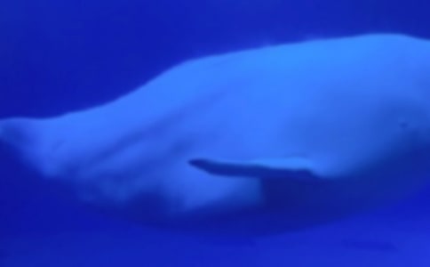 �����ں��ߴ�����Խ̰�