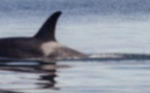 ����Сѧ����