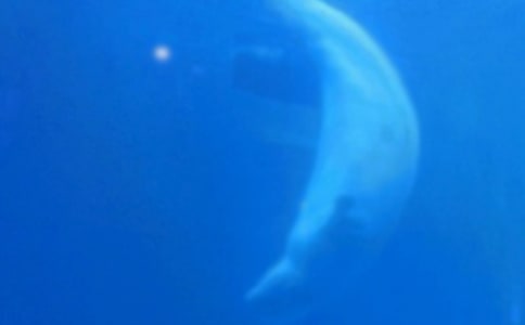 �������ں��ߡ��̰�