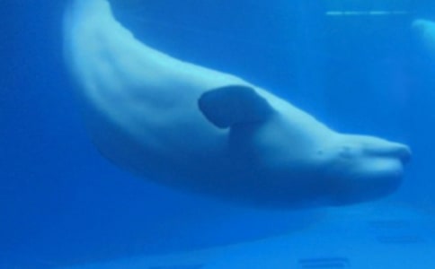 ��ͨ�á�����Сѧ����5ƪ