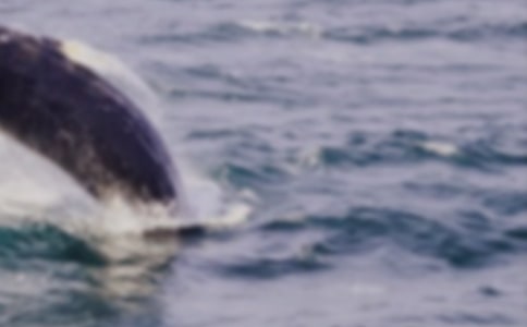 ����˵����