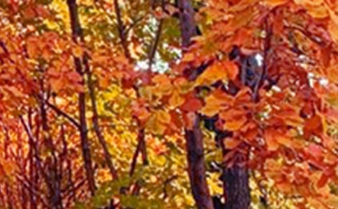 (�ϼ�)д��ɫ������