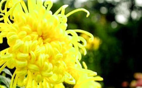 �ջ�Сѧ���ģ���ѡ27ƪ��