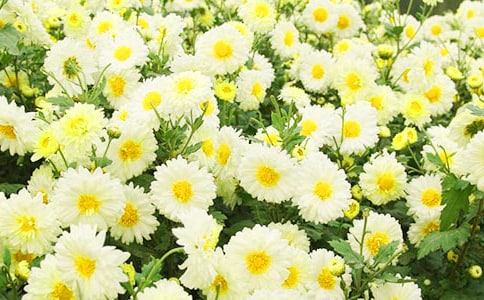 Сѧ���꼶���ģ�Ұ�ջ�