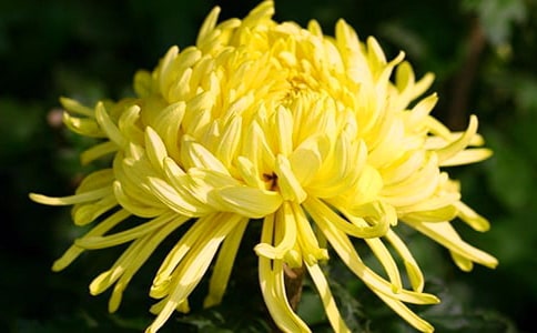 菊花小学作文15篇(精)