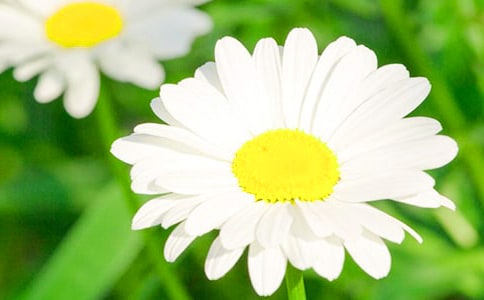 �ջ�Сѧ���ġ���Ʒ15ƪ��