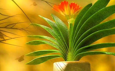 话说君子兰 教案教学设计