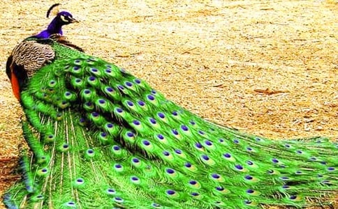 有关孔雀的小学作文汇总十篇