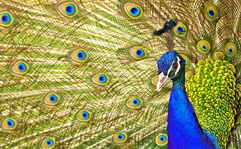 �йؿ�ȸ��Сѧ���ĺϼ���ƪ