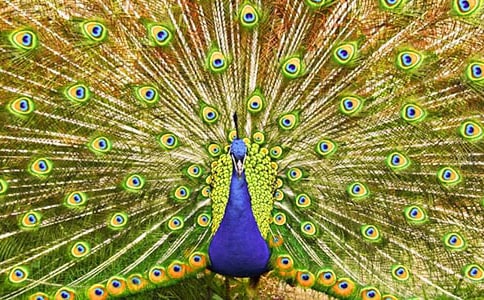 ��ȸ���ռ�