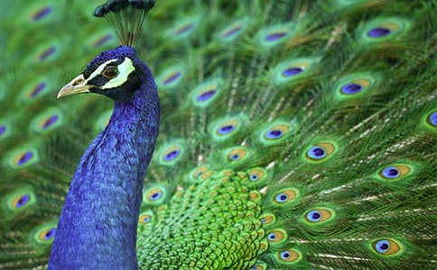 ʵ�õĿ�ȸ��Сѧ������ƪ