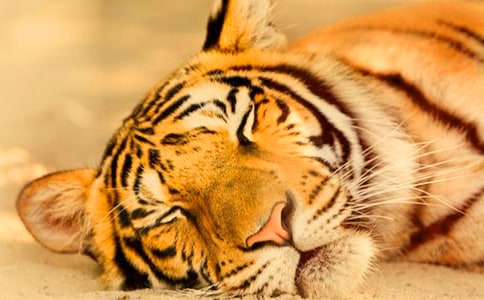 �ϻ����׶����