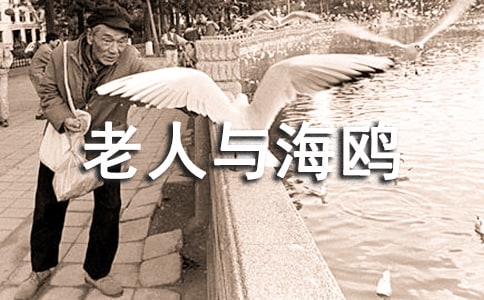 课文《老人与海鸥》教学设计