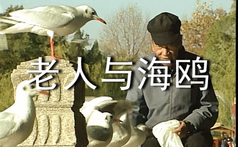 老人与海鸥特等奖教案一等奖