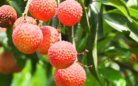 荔枝蜜 教案教学设计