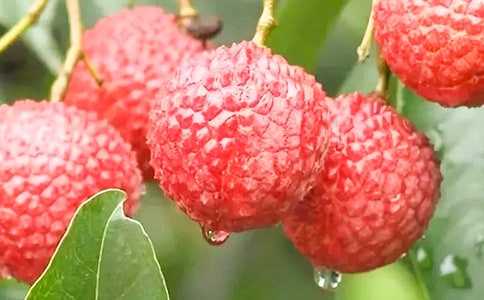 ������������֦������д����