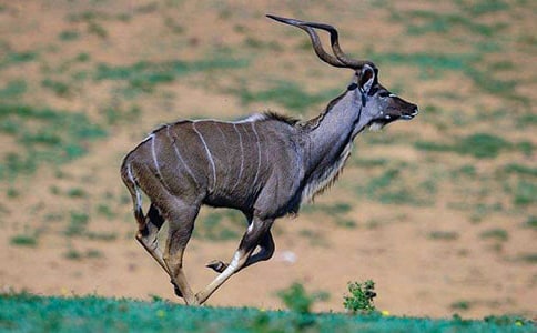 《羚羊木雕》学案 (人教版七年级上册)