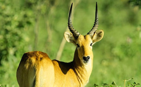 《羚羊木雕》教学设计 (人教版七年级上册)
