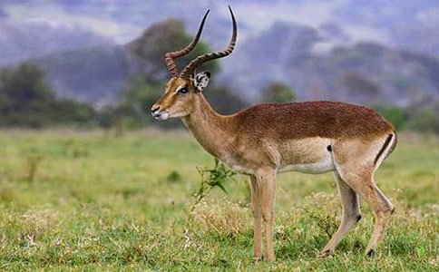 羚羊木雕 教案教学设计