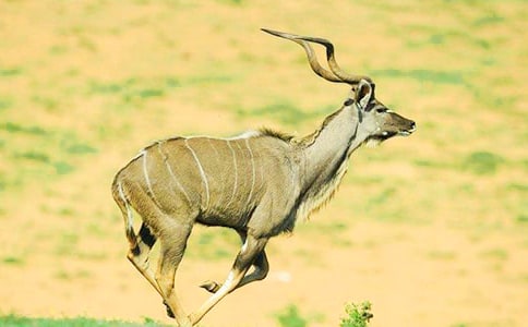 羚羊木雕读后感范文