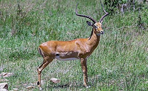 ������ľ�񡷵�ѧ�� (�˽̰����꼶�ϲ�)