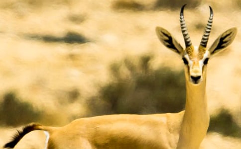 ΰ����ò�����������Բ������Ŀ��(��������)