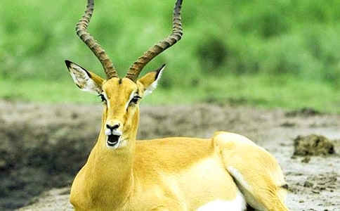 《羚羊木雕》的教学设计 (人教版七年级上册)