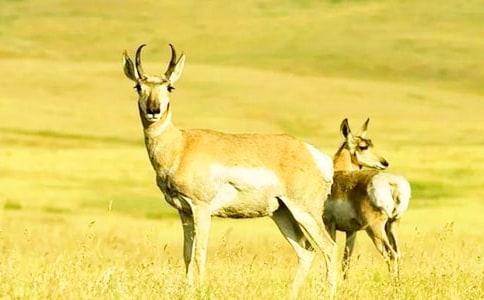 ��������Ĺ�ݡ������