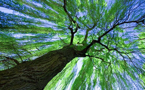 ��ѡ�������꼶���Ļ�����ƪ