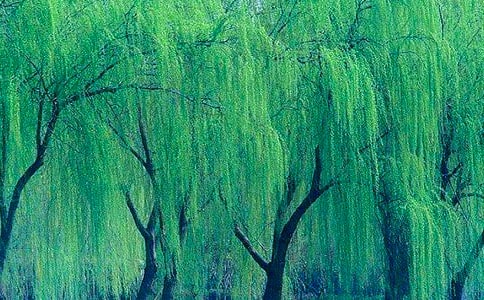 �������꼶����300�ּ�����ƪ