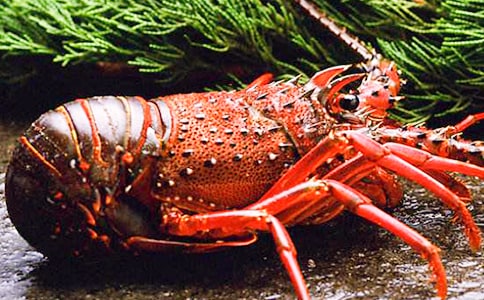 ����Ϻ�ռ�9ƪ