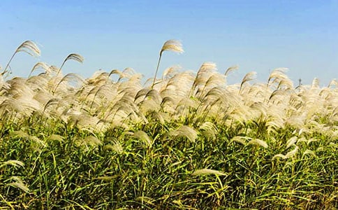 做一要会思想的芦苇--对写作素材的深度挖掘(作文指导省优质课)a href=https://bbs.ruiwen.com(本站论坛专稿)/a