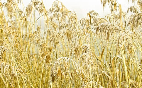 ��������˼���«έ��(�ս̰�߶�����) �̰���ѧ���